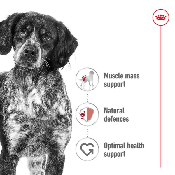 Royal Canin Medium Adult  4kg - Image 2