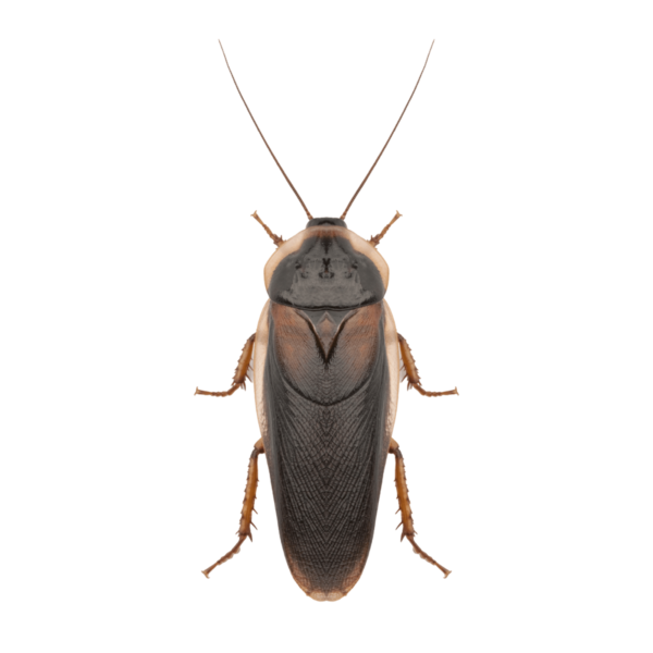 Swell Live Feeder Cockroaches  Pre-Pack