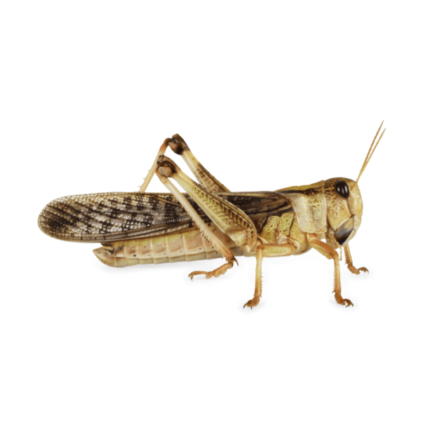 Swell Live Locusts Bulk-Pack