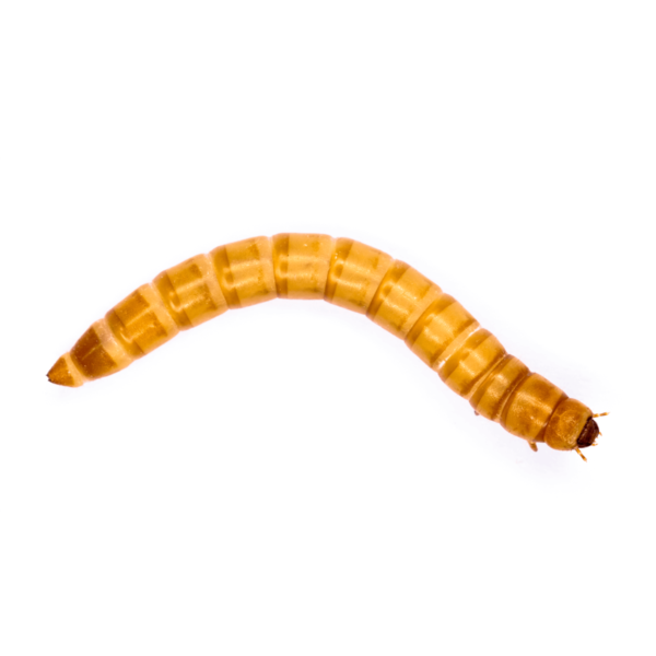 Swell Live Mealworms Bulk-Pack