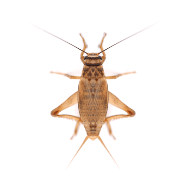 Swell Live Silent Brown Crickets Pre-Pack